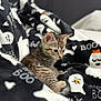 Raven is registered to the contest to win money with this photo: adorable, animal, black, blanket, cat, cozy, curious, cute, fur, ghost_pattern, halloween, indoor, kitten, orange, pet, resting, soft_focus, tabby, white, young
