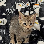 Raven is registered to the contest to win money with this photo: animal, black_blanket, blanket, cat, cozy, curious, cute, cute_pet, eyes, feline, fur, ghost_pattern, indoor, kitten, pet, small, soft, tabby, whiskers, young