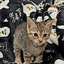 animal, black_blanket, blanket, cat, cozy, curious, cute, cute_pet, eyes, feline, fur, ghost_pattern, indoor, kitten, pet, small, soft, tabby, whiskers, young