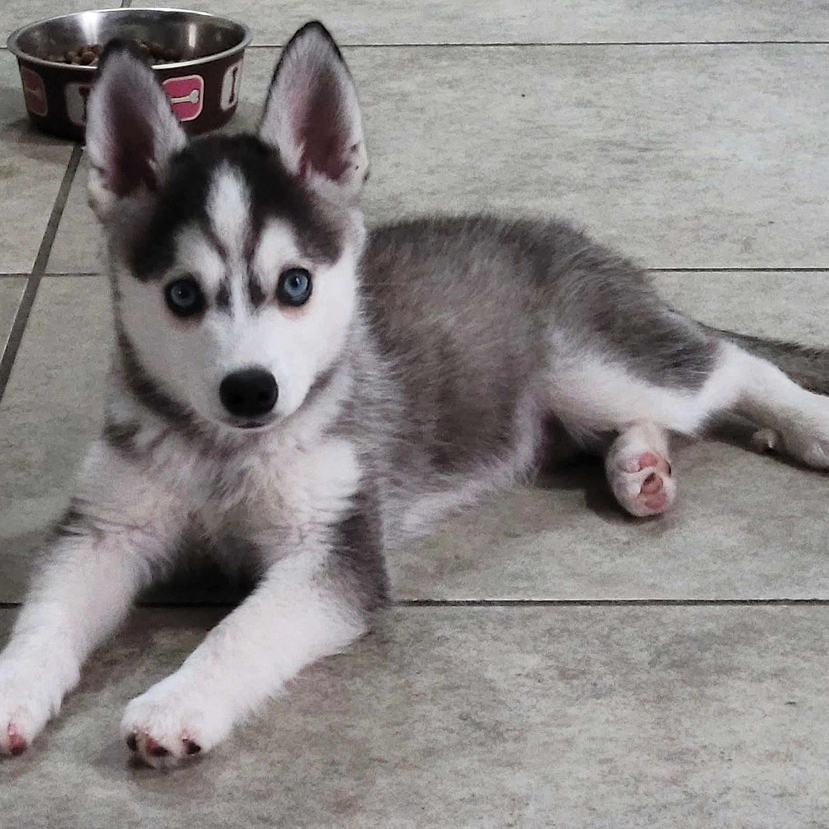 Loki