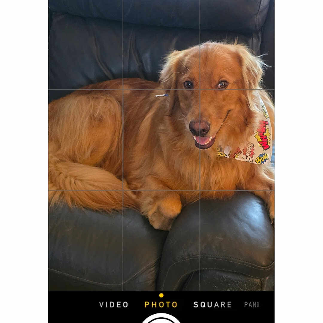 Baxter joined the competition — help win amazing prizes! animal, bandana, canine, closeup, companion, cozy, cute, dog, domestic_animal, friendly, fur, golden_retriever, household, indoor, leather_couch, pet, portrait, relaxed, resting, smiling