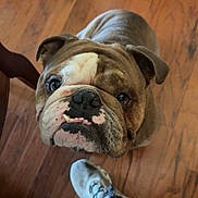 Buster is registered to the contest to win money with this photo: bulldog, dog, pet, floor, wooden_floor, indoor, looking_up, leg, sneaker, footwear, brown, white, animal, canine, companion, cute, expression, portrait, domestic, young