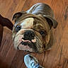 bulldog, dog, pet, floor, wooden_floor, indoor, looking_up, leg, sneaker, footwear, brown, white, animal, canine, companion, cute, expression, portrait, domestic, young