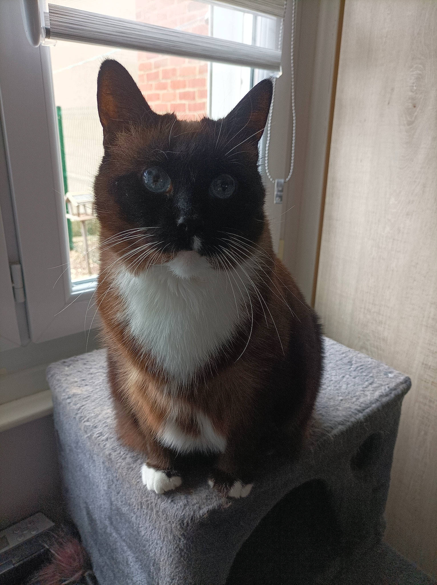 Louna a rejoint le concours — aidez-le/la à gagner de superbes lots ! art, black_cat, carnivore, cat, cat_furniture, domestic_short_haired_cat, door, eye, felidae, flooring, fur, grey, monochrome_photography, sitting, small_to_medium_sized_cats, snout, tail, whiskers, window, wood