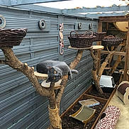 Amadeus a rejoint le concours — aidez-le/la à gagner de superbes lots ! animal, basket, cat, cat_playground, cat_tree, enclosure, feline, gray_cat, lounging, outdoor, pet, play_area, relaxed, rope, scratching_post, shelter, upside_down, whiskers, wood, woven_baskets