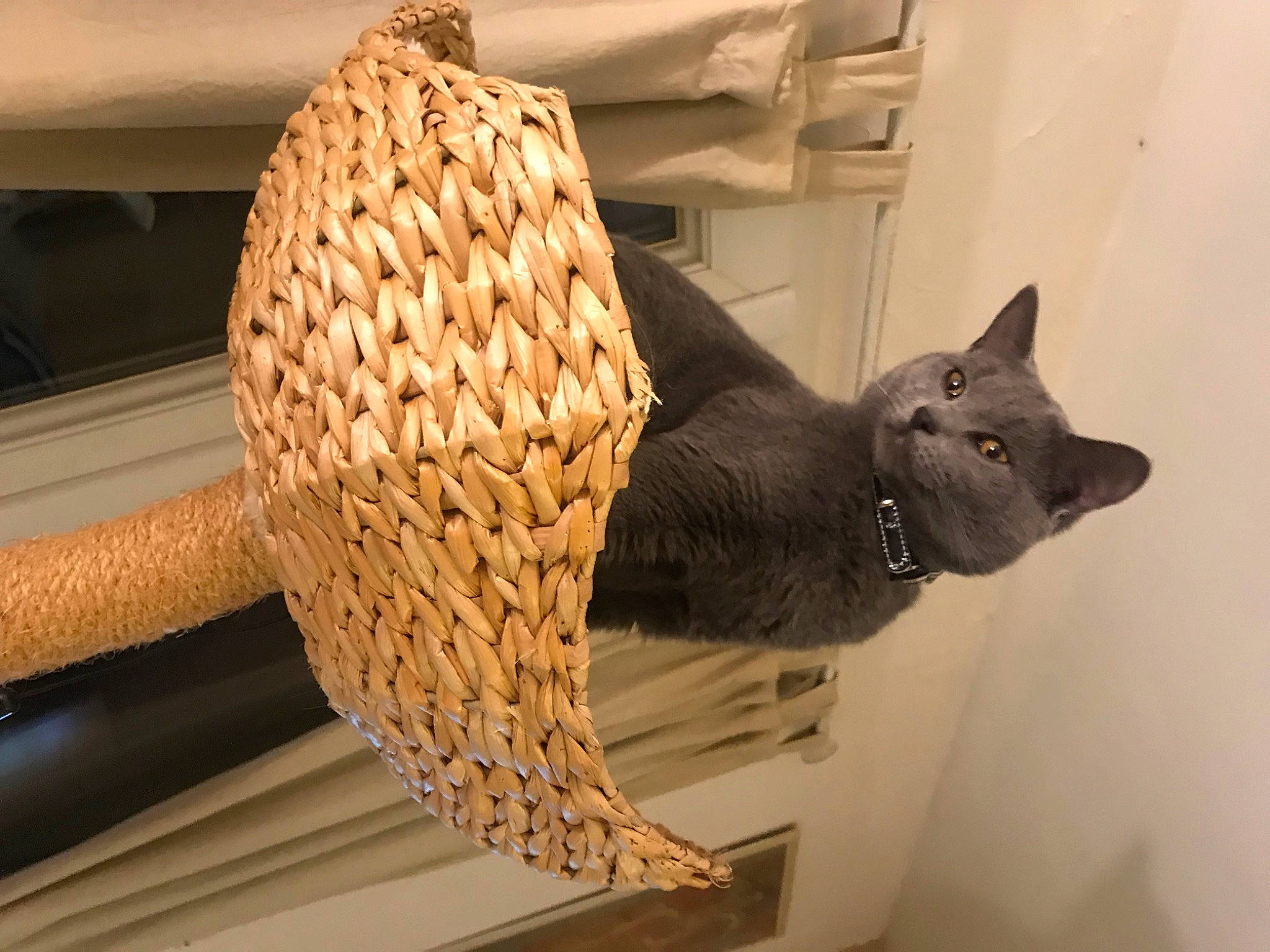 Simba