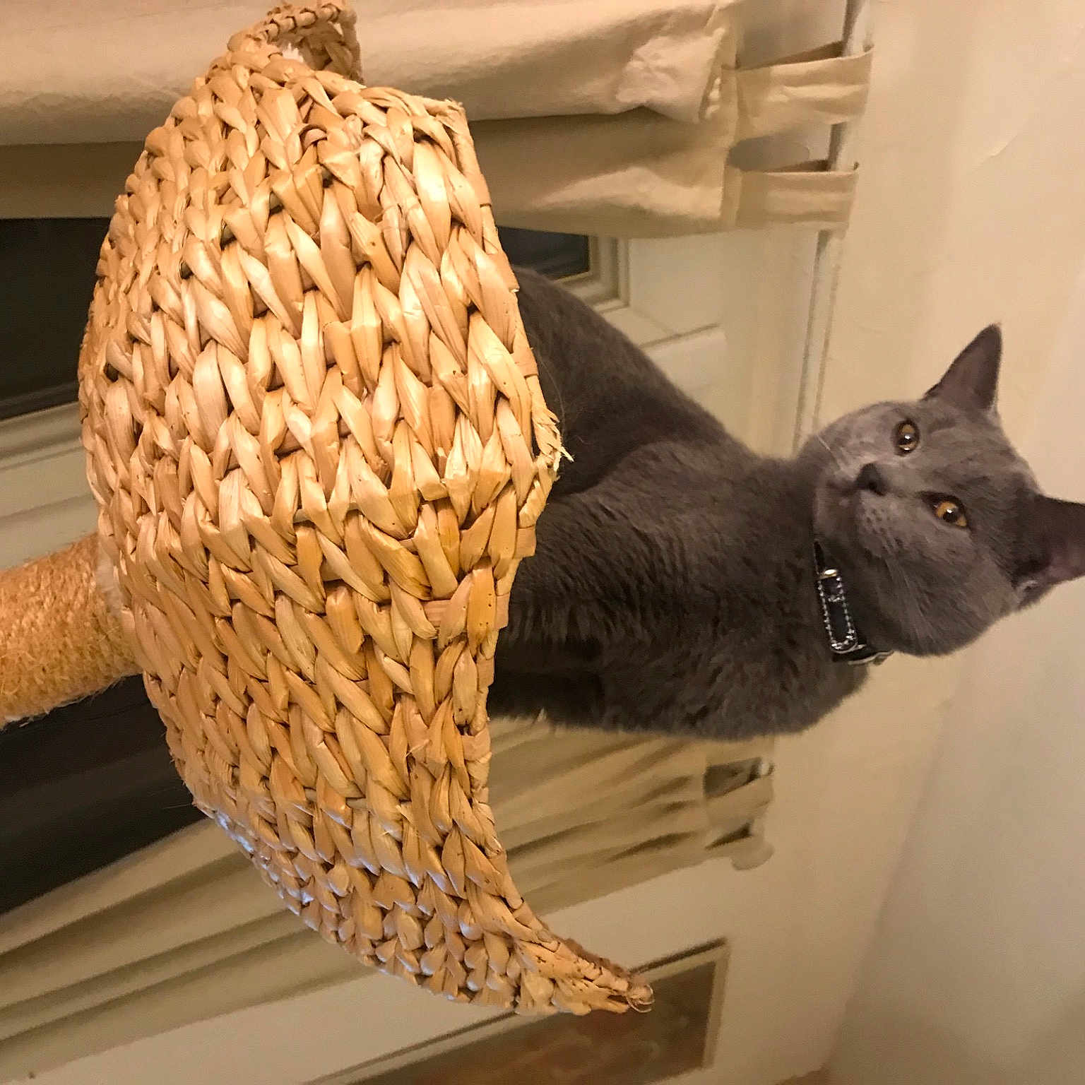 Simba