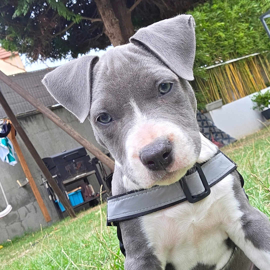 Nala