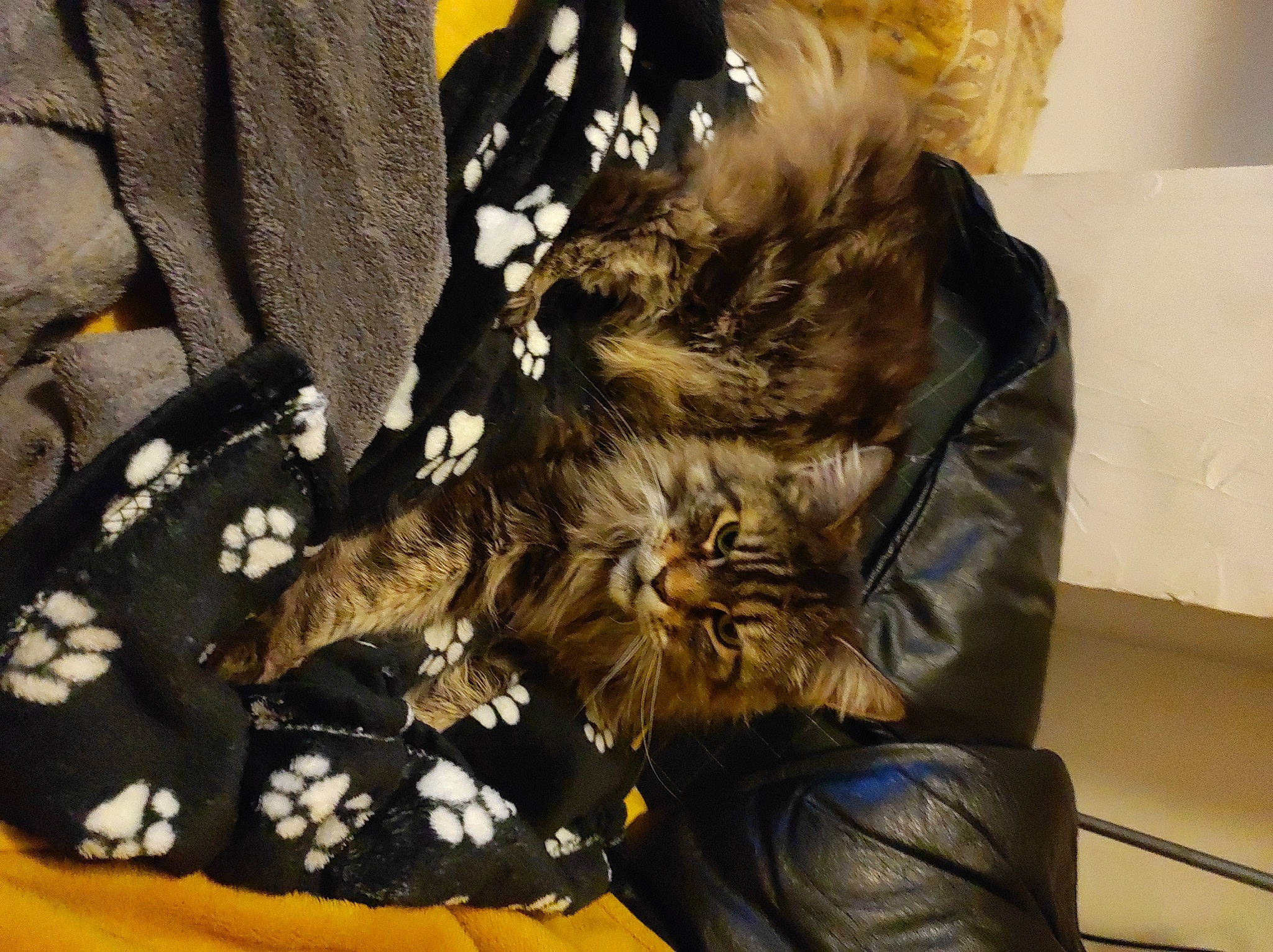 Jenna participe au concours pour gagner de l'argent avec cette photo : bag, baggage, canidae, carnivore, comfort, companion_dog, fashion_accessory, felidae, formal_wear, fur, headpiece, human_leg, leather_jacket, luggage_and_bags, pattern, small_to_medium_sized_cats, sporting_group, suitcase, toy_dog, whiskers