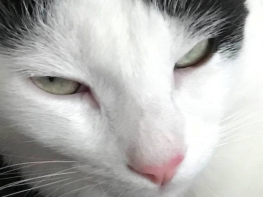 Oreo