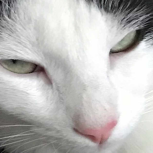 Oreo