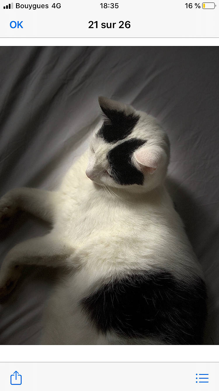 Oreo participe au concours pour gagner de l'argent avec cette photo : birman, black_and_white, carnivore, cat, ear, felidae, fur, monochrome_photography, paw, photography, polydactyl_cat, ragdoll, small_to_medium_sized_cats, tail, whiskers, white