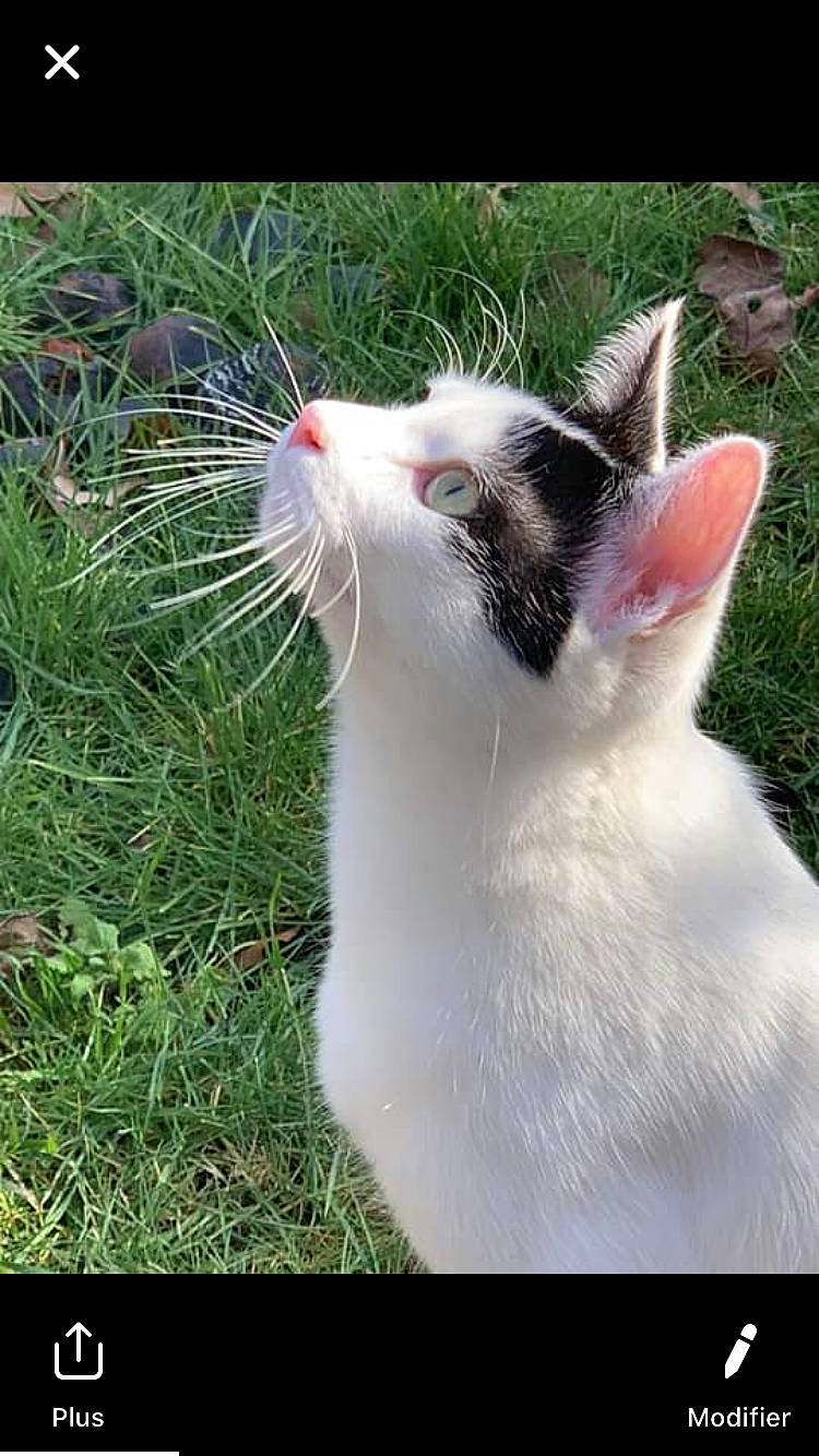 Oreo participe au concours pour gagner de l'argent avec cette photo : aegean_cat, carnivore, cat, facial_expression, felidae, grass, javanese, photo_caption, photography, small_to_medium_sized_cats, snout, turkish_angora, turkish_van, whiskers