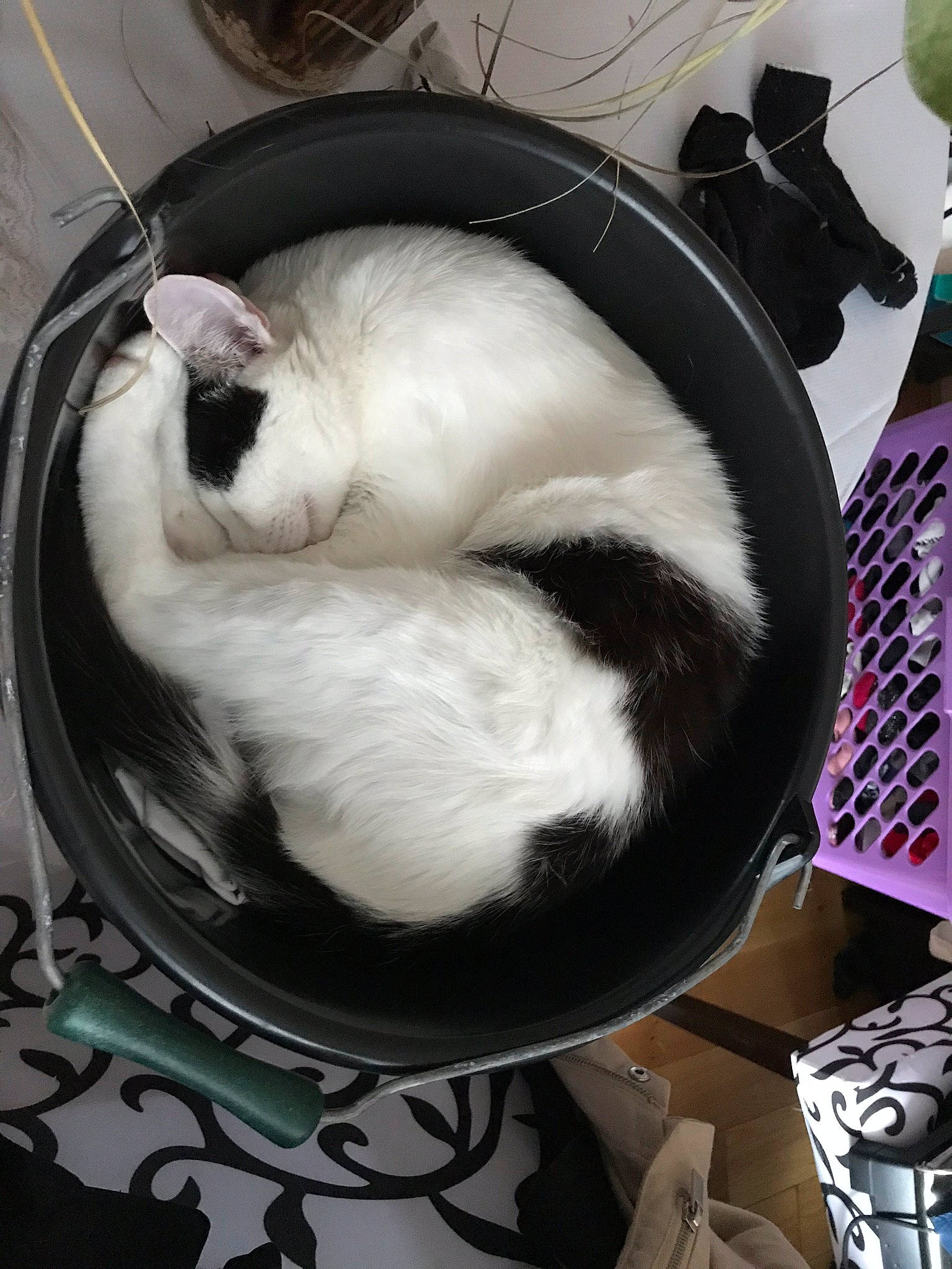 Oreo participe au concours pour gagner de l'argent avec cette photo : carnivore, cat, felidae, fur, small_to_medium_sized_cats, tail, whiskers