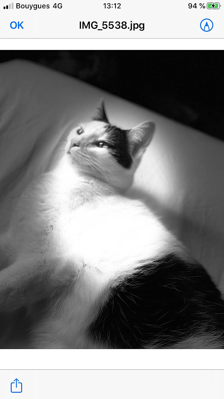 Oreo a rejoint le concours — aidez-le/la à gagner de superbes lots ! black, black_and_white, black_cat, carnivore, cat, ear, eye, felidae, fur, kitten, monochrome, monochrome_photography, nose, photography, small_to_medium_sized_cats, snapshot, stock_photography, tail, whiskers, white