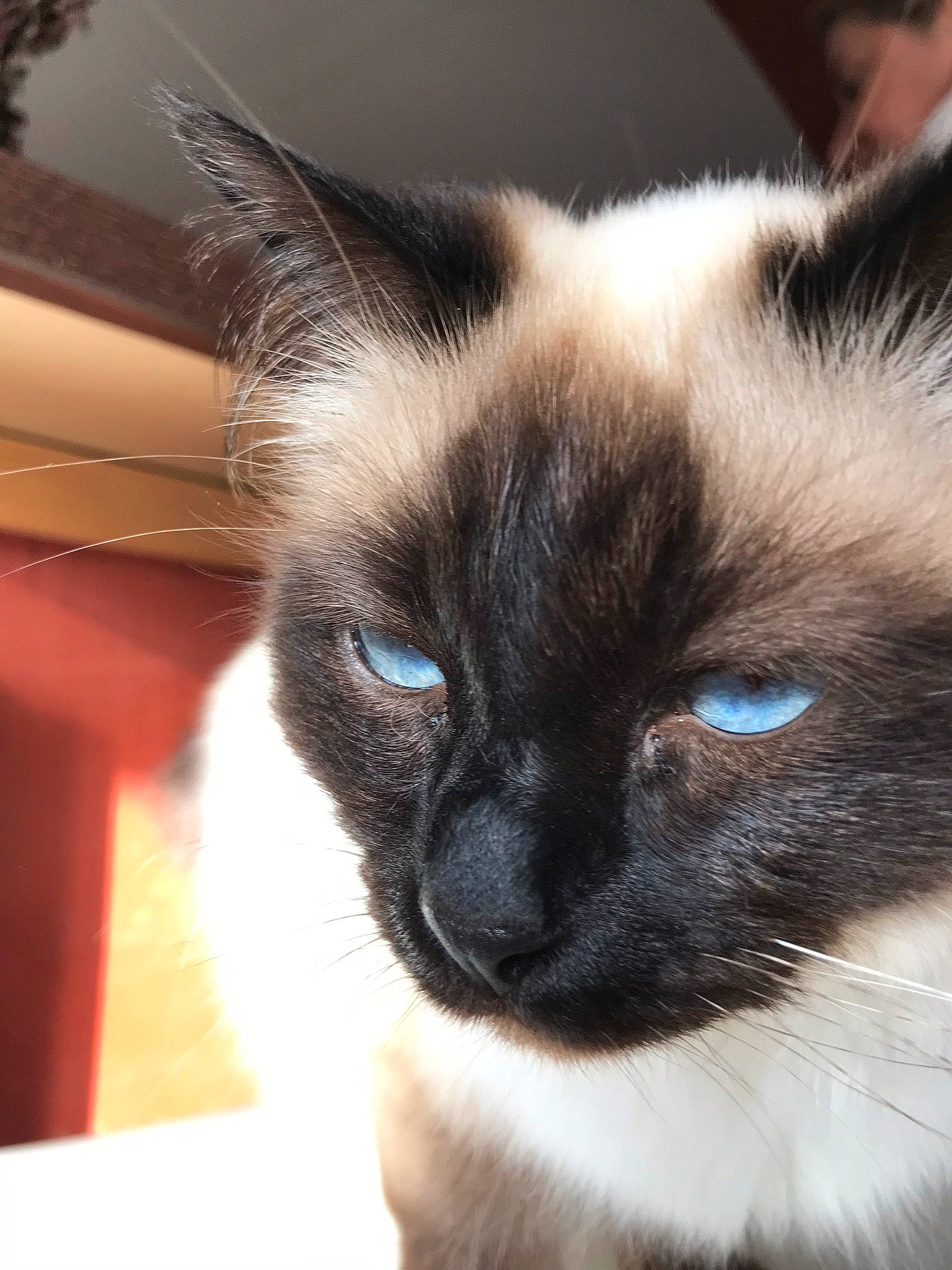 Lyla participe au concours pour gagner de l'argent avec cette photo : balinese, birman, carnivore, cat, eye, felidae, fur, himalayan, javanese, mammal, nose, ragdoll, siamese, small_to_medium_sized_cats, snout, snowshoe, thai, tonkinese, vertebrate, whiskers