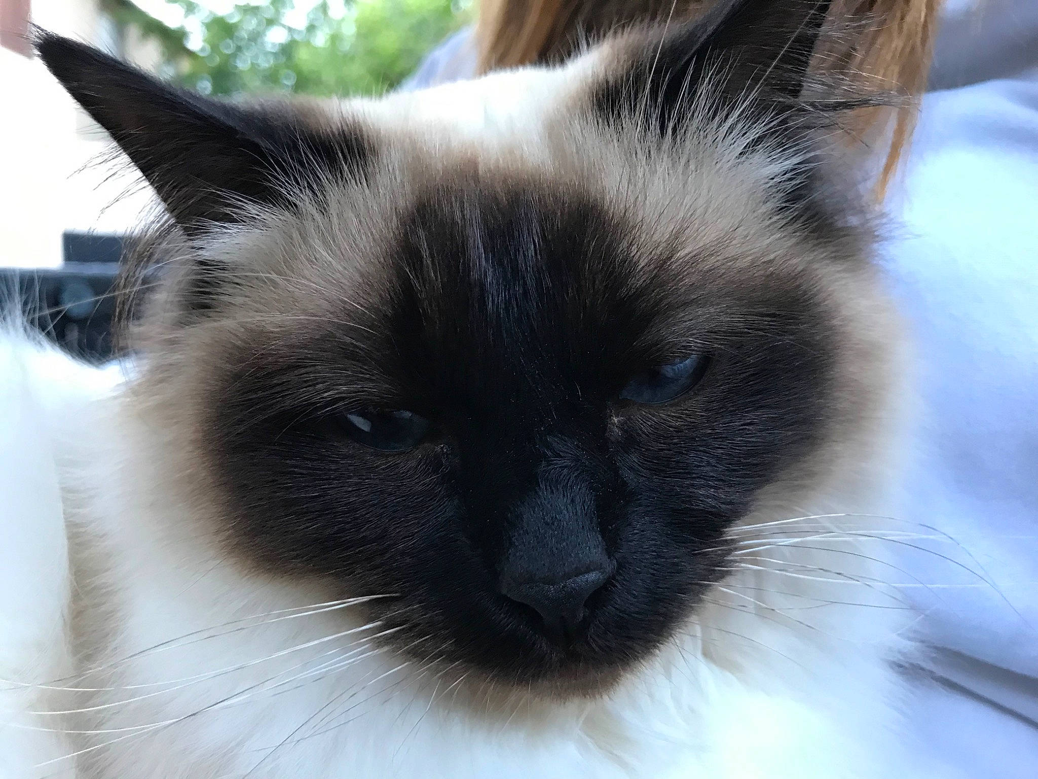 Lyla a rejoint le concours — aidez-le/la à gagner de superbes lots ! balinese, birman, burmese, carnivore, cat, domestic_long_haired_cat, eye, felidae, himalayan, iris, javanese, mammal, ragdoll, siamese, small_to_medium_sized_cats, snout, thai, tonkinese, vertebrate, whiskers
