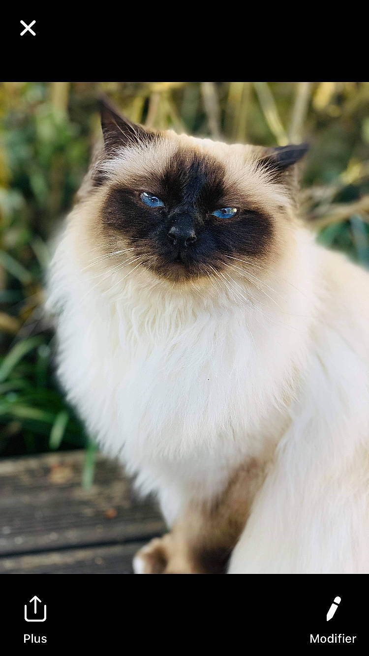 Lyla