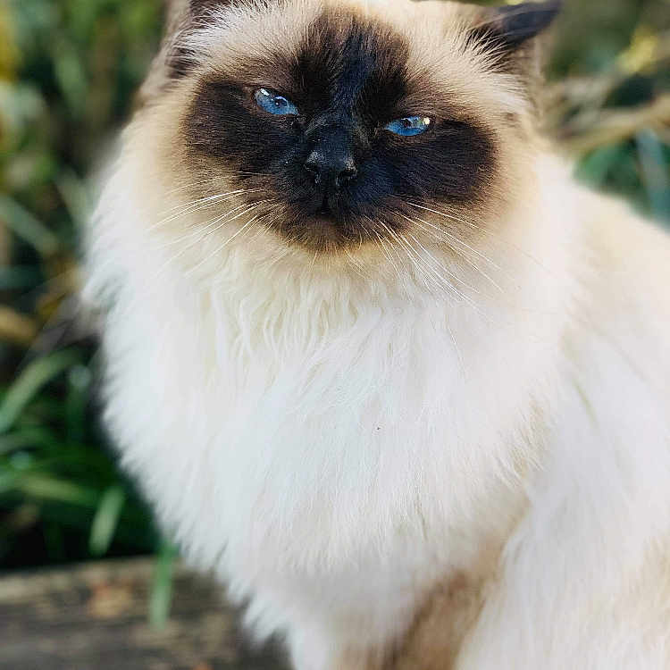 Lyla