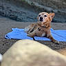 Nougat a rejoint le concours — aidez-le/la à gagner de superbes lots ! dog, small_dog, towel, sand, outdoor, relaxed, calm, brown_dog, canine, pet, lying_down, beach, nature, animal, fur, daylight, close_up, background_blur, leash, collar