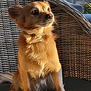 Nougat a rejoint le concours — aidez-le/la à gagner de superbes lots ! dog, small_dog, golden_fur, wicker_chair, cushion, indoor, sunlight, pet, animal, sitting, alert, fur, paw, nose, ears, tail, home, cozy, closeup, portrait