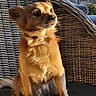 dog, small_dog, golden_fur, wicker_chair, cushion, indoor, sunlight, pet, animal, sitting, alert, fur, paw, nose, ears, tail, home, cozy, closeup, portrait