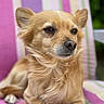 Nougat a rejoint le concours — aidez-le/la à gagner de superbes lots ! dog, canine, pet, animal, golden_fur, lounging, relaxed, portrait, outdoor, chair, striped, colorful, close_up, fur, ears, snout, paw, calm, expression, companion
