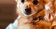Nougat participe au concours pour gagner de l'argent avec cette photo : dog, pet, animal, fur, ears, eyes, nose, blanket, cozy, indoors, closeup, portrait, cute, brown, soft, relaxed, canine, companion, domestic_animal, furry