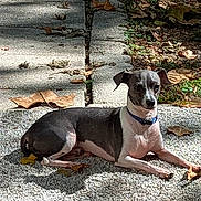 Trooper is registered to the contest to win money with this photo: animal, autumn_leaves, blue_collar, calm, canine, concrete, daylight, dog, fall, lying_down, nature, outdoor, pebbled_ground, pet, quiet, relaxing, shade, shadows, small_dog, sunlight