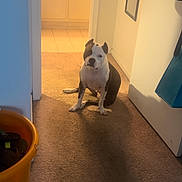 Shadow is registered to the contest to win money with this photo: dog, carpet, hallway, indoor, bathroom, doorway, pet, animal, black_and_white, sitting, floor, home, interior, yellow_basket, shoes, mirror, wall, light, shadow, casual