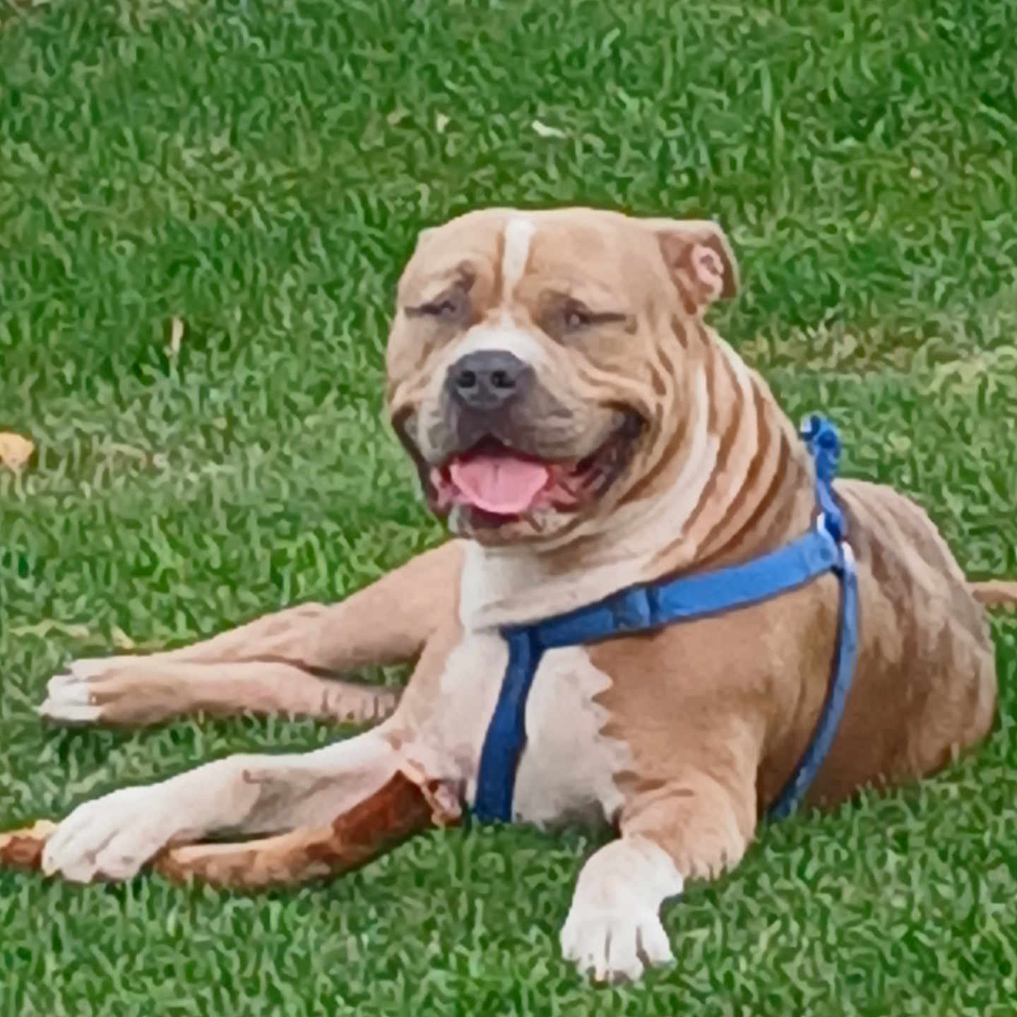 King is registered to the contest to win money with this photo: animal, backyard, brown_dog, canine, daytime, dog, fence, grass, happy, harness, lawn, nature, outdoor, pet, relaxed, resting, smiling, summer, tongue_out, white_paws