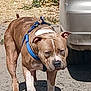 King joined the competition — help win amazing prizes! dog, brown_dog, blue_harness, walking, outdoor, sunlight, car, vehicle, pavement, shadow, pet, canine, animal, nature, daytime, sidewalk, focused, mammal, street, summer