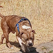 King joined the competition — help win amazing prizes! dog, brown_dog, blue_harness, outdoor, dry_grass, dirt_path, walking, sniffing, pet, canine, sunny_day, animal, nature, close_up, brown_coat, white_markings, four_legs, tail, daylight, ground