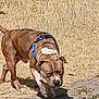 dog, brown_dog, blue_harness, outdoor, dry_grass, dirt_path, walking, sniffing, pet, canine, sunny_day, animal, nature, close_up, brown_coat, white_markings, four_legs, tail, daylight, ground