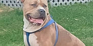 King is registered to the contest to win money with this photo: dog, canine, pet, outdoor, grass, harness, happy, tongue_out, sitting, fence, white_fence, brown_dog, short_hair, animal, nature, daylight, domestic_animal, friendly, cute, companion