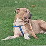 King is registered to the contest to win money with this photo: dog, grass, chewing_stick, blue_harness, outdoor, pet, canine, relaxed, lying_down, brown_dog, white_paws, fence, yard, animal, nature, summer, domestic_animal, playful, happy, resting