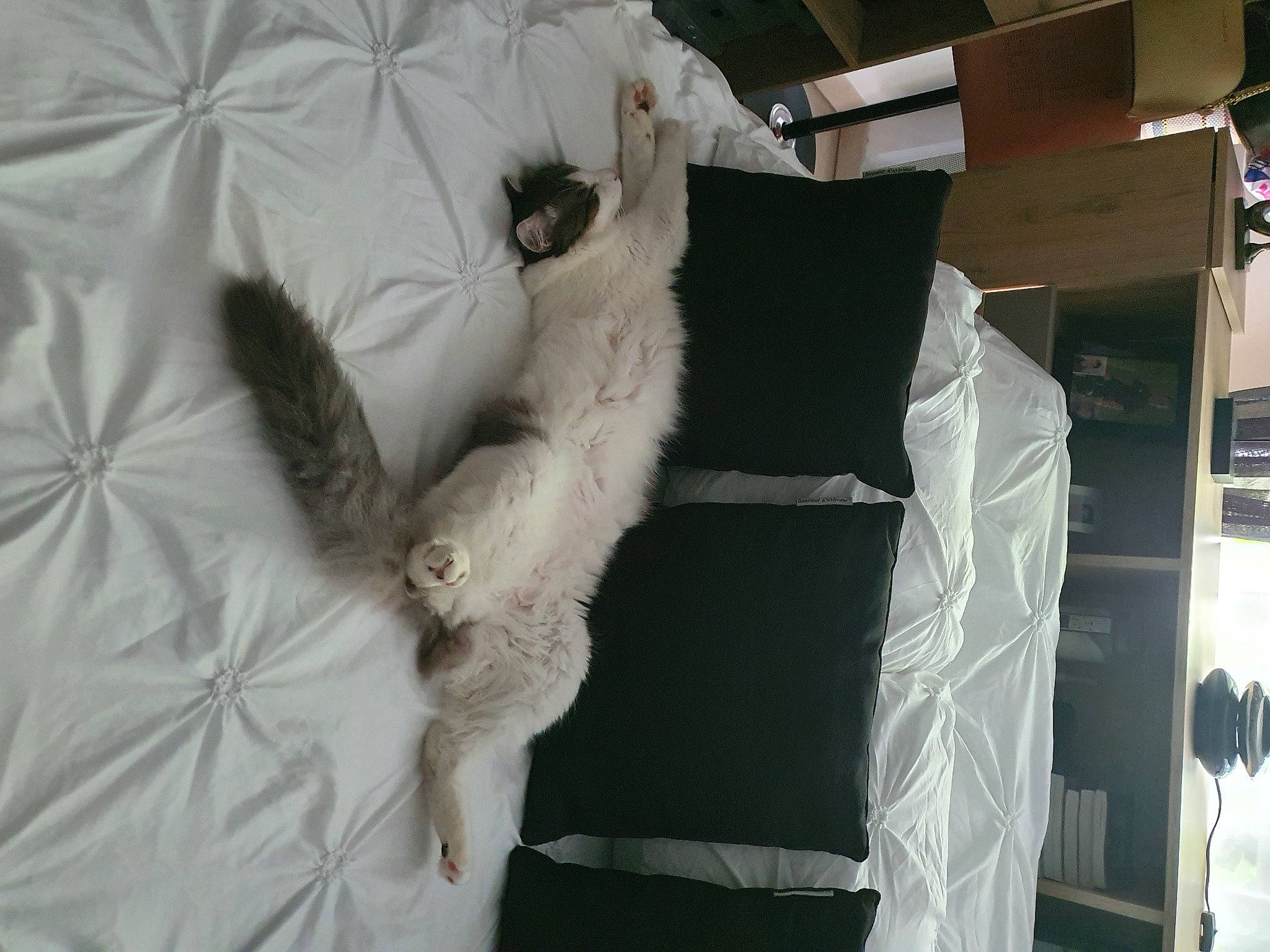 Mamane a rejoint le concours — aidez-le/la à gagner de superbes lots ! bedding, canidae, carnivore, comfort, companion_dog, dog_breed, duvet, felidae, fur, fur_clothing, linens, natural_material, pattern, room, sleeve, small_to_medium_sized_cats, sporting_group, stuffed_toy, tail, whiskers