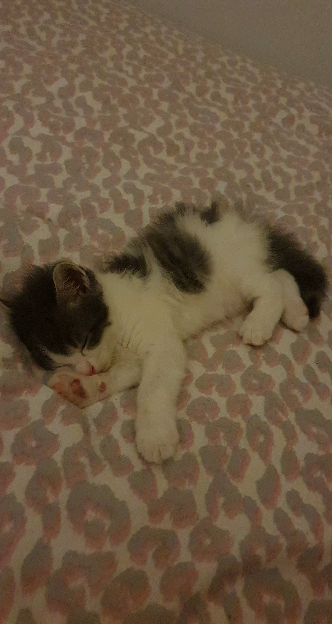 Mamane a rejoint le concours — aidez-le/la à gagner de superbes lots ! canidae, carnivore, cat, claw, comfort, companion_dog, dog_breed, domestic_short_haired_cat, felidae, flooring, foot, fur, hardwood, paw, small_to_medium_sized_cats, snout, sporting_group, tail, terrestrial_animal, whiskers