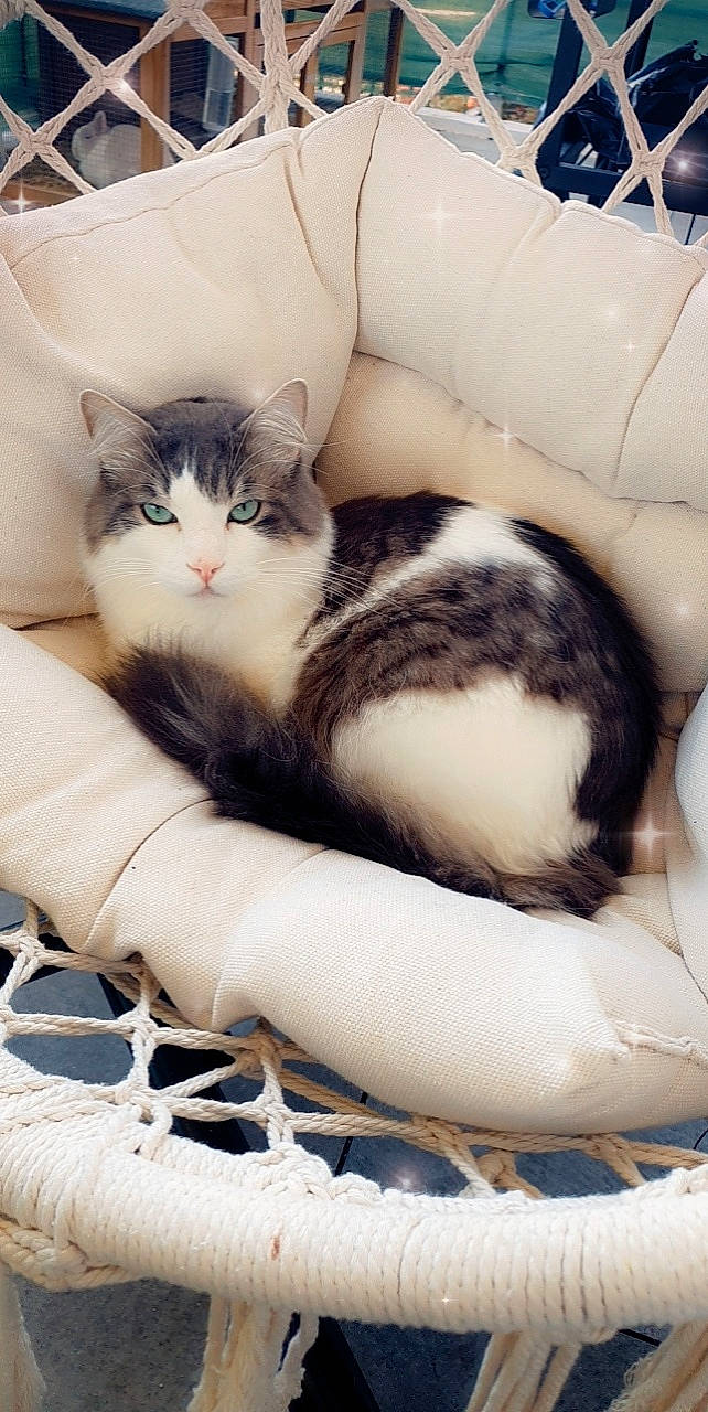 Mamane participe au concours pour gagner de l'argent avec cette photo : carnivore, cat, cat_bed, claw, comfort, domestic_short_haired_cat, felidae, foot, fur, lap, nap, pattern, paw, sitting, sleep, small_to_medium_sized_cats, tail, terrestrial_animal, vertebrate, whiskers