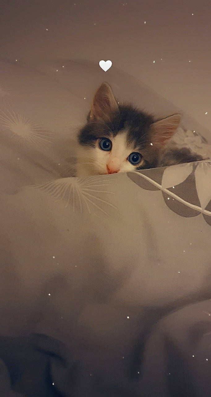 Mamane participe au concours pour gagner de l'argent avec cette photo : art, carnivore, cat, doll, domestic_short_haired_cat, eyelash, fawn, felidae, fur, iris, paw, small_to_medium_sized_cats, snout, still_life_photography, tail, toy, tree, whiskers