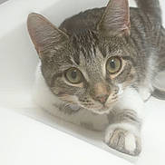 Moonlight is registered to the contest to win money with this photo: animal, cat, closeup, curious, cute, domestic, ears, eyes, feline, fur, indoor, kitten, paws, pet, playful, sink, tabby, whiskers, white, young