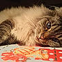 Toto participe au concours pour gagner de l'argent avec cette photo : animal, cat, close_up, cute, domestic_cat, ears, eyes, face, feline, fluffy, fur, indoor, lying_down, patterned_surface, pet, relaxed, resting, soft_light, tabby, whiskers