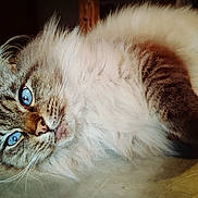 Toto participe au concours pour gagner de l'argent avec cette photo : blue_eyes, brown, calm, cat, close_up, cute, domestic_animal, face, feline, fluffy, fur, indoor, lying_down, pet, portrait, relaxed, tabby, table, whiskers, white