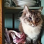 animal, cabinet, cat, closeup, curious, cute, domestic, feline, fluffy, fur, glassware, indoors, kitchen, pet, plates, shelf, stacked, towels, wide_eyes, wood