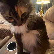 Penny joined the competition — help win amazing prizes! animal, black, brown, calico, cat, closeup, couch, cozy, fluffy, furniture, home, indoor, lamp, licking, paw, pet, relaxing, tail, whiskers, white