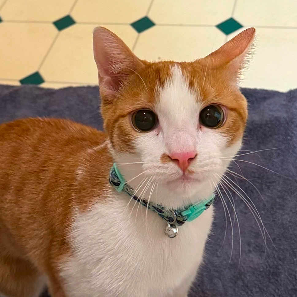 Rizzo joined the competition — help win amazing prizes! cat, orange_cat, white_cat, collar, bell, pet, animal, fur, whiskers, ears, floor, tile_floor, indoor, closeup, looking_up, cute, domestic_cat, mammal, feline, curious