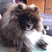 Whisky a rejoint le concours — aidez-le/la à gagner de superbes lots ! animal, armchair, cabinet, canine, chair, chow, cockerspaniel, collie, couch, cushion, dog, eskimodog, furniture, homedecor, indoors, interiordesign, papillon, pet, puppy, wood