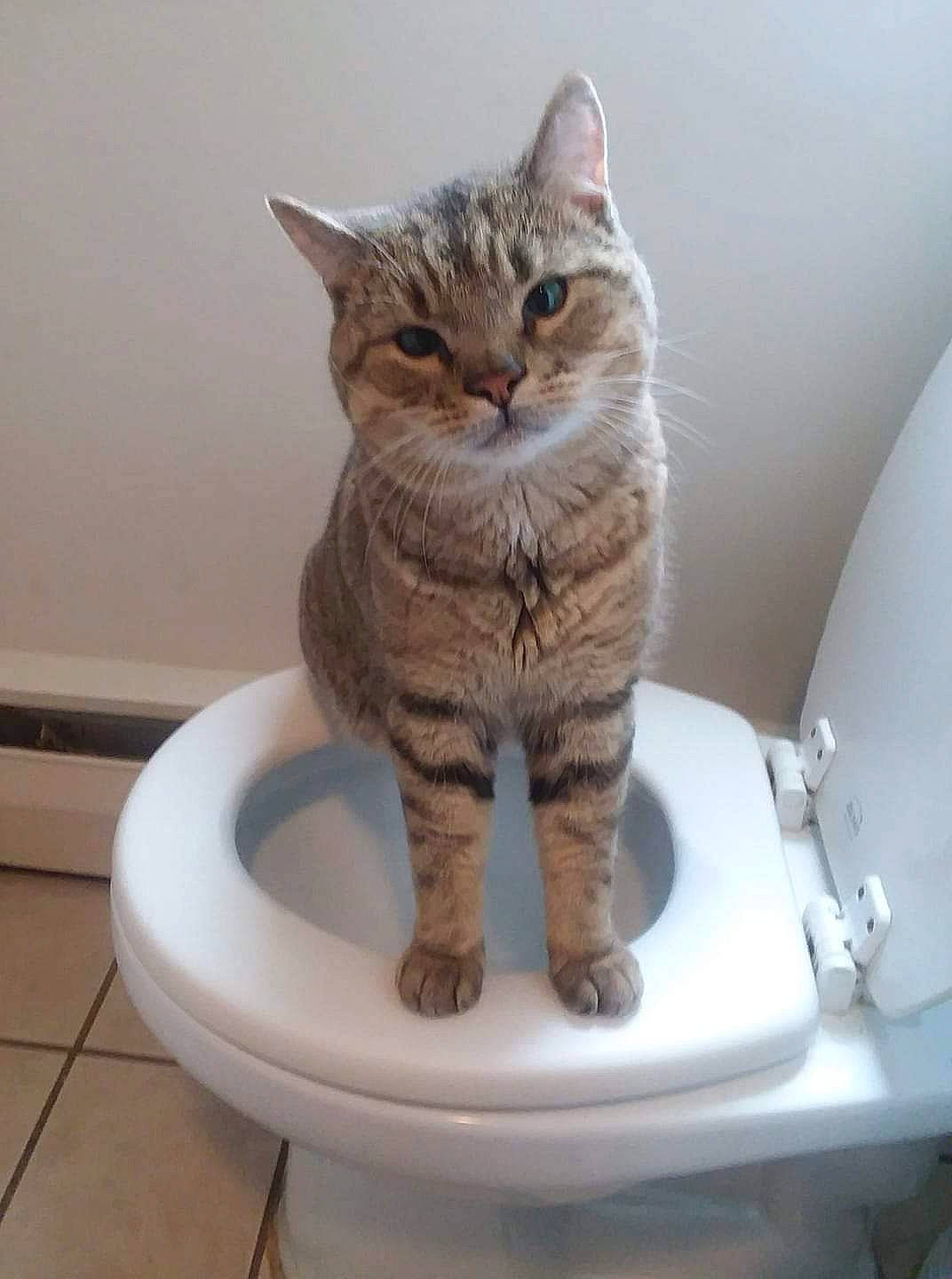 Little Kitty is registered to the contest to win money with this photo: bathroom, carnivore, cat, cat_supply, ceramic, domestic_short_haired_cat, felidae, fur, paw, pet_supply, plumbing, plumbing_fixture, small_to_medium_sized_cats, snout, tail, tap, terrestrial_animal, toilet, whiskers, window