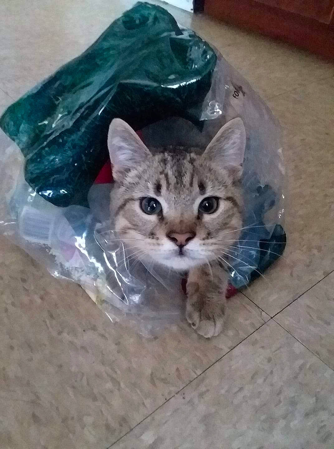 Little Kitty joined the competition — help win amazing prizes! carnivore, cat, claw, domestic_short_haired_cat, fawn, felidae, fur, plastic, plastic_bag, small_to_medium_sized_cats, tail, terrestrial_animal, whiskers