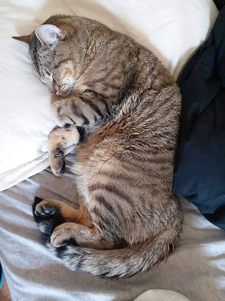 Little Kitty is registered to the contest to win money with this photo: carnivore, cat, claw, comfort, domestic_short_haired_cat, fawn, felidae, foot, fur, grey, nap, paw, small_to_medium_sized_cats, snout, tail, terrestrial_animal, whiskers